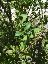 thumbs Berberis hispanica2 Berberis vulgaris (Agracejo, arlo)